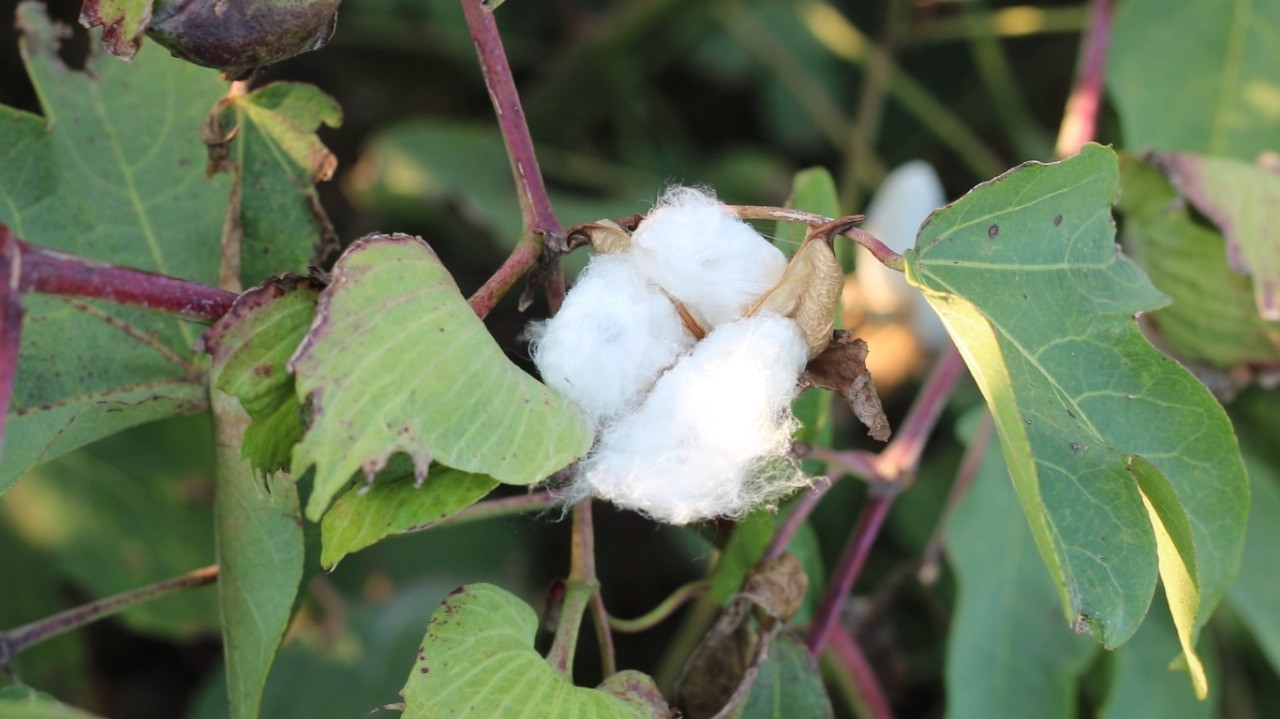 Our Successful Experience of Growing Long Staple Egyptian Cotton